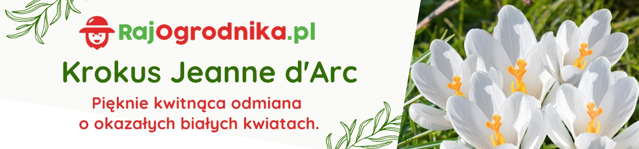 Krokus Jeanne d'Arc o kwiatach białych cebule sklep raj ogrodnika